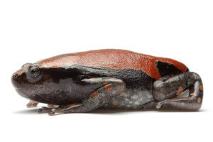 Phrynomantis microps